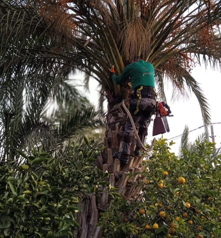 Jardineros De Murcia hombre en palmera