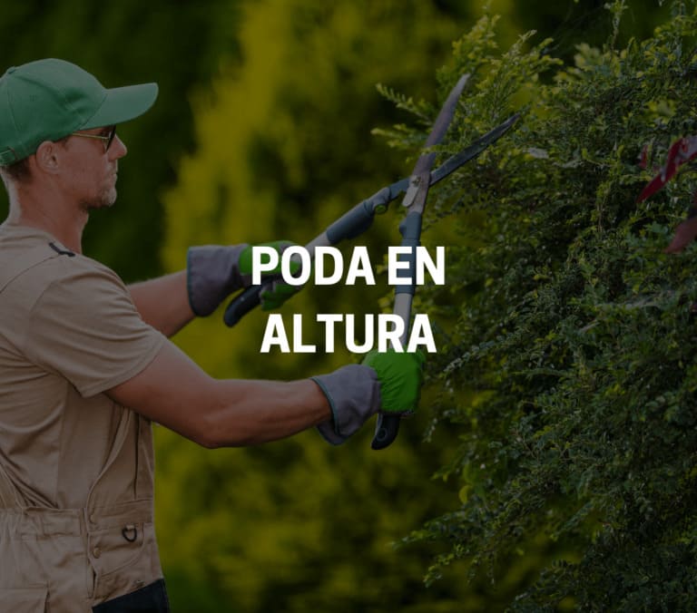 Jardineros De Murcia poda en altura